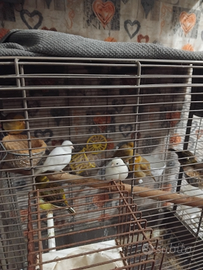 Uccelli