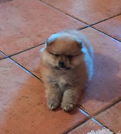 Cucciola spitz tedesco
