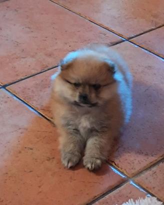 Cucciola spitz tedesco