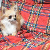 Chihuahua maschio