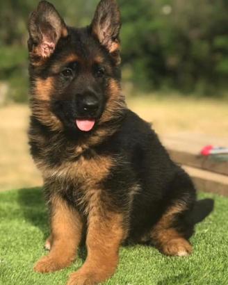 Cuccioli pastore tedesco