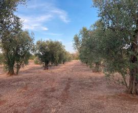 Terreno agricolo/oliveto