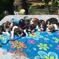 Beagle tricolore cuccioli