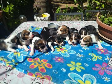 Beagle tricolore cuccioli