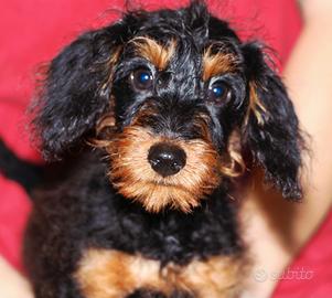 Pinny-poo