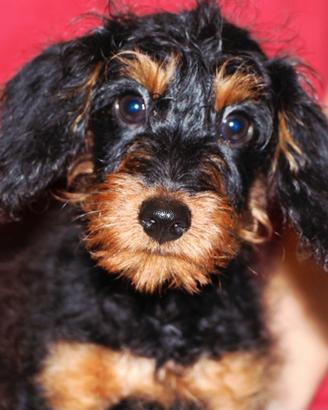 Pinny-poo