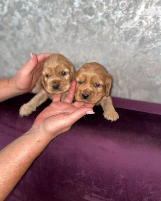 Cocker Spaniel rosso cervo