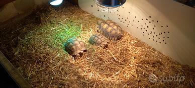 Tartaruga sulcata 20cm 24 cm 30 cm