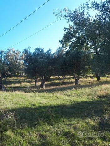 Terreno agricolo RENDE mq 12700