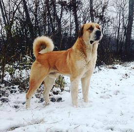 Pastore dell' Asia Centrale