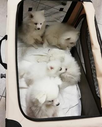 Volpino Italiano cuccioli