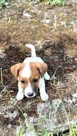 Jack Russel cuccioli