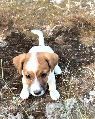 Jack Russel cuccioli
