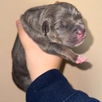 Cuccioli disponibili