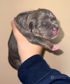 Cuccioli disponibili