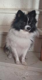 Spitz Pomerania