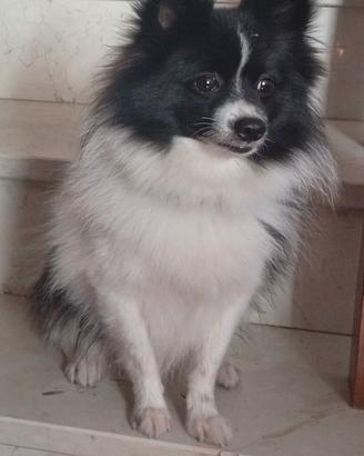 Spitz Pomerania