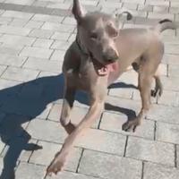 Kenzo weimaraner di 3 anni