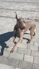 Kenzo weimaraner di 3 anni