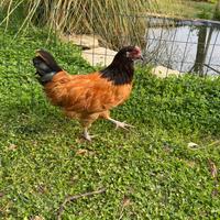 Galline razza Vorwerk