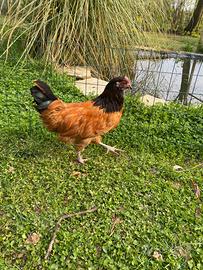 Galline razza Vorwerk