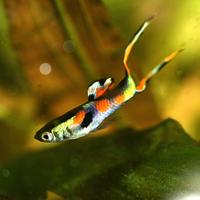 Guppy endler