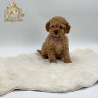 Esclusiva Barboncina Toy Red