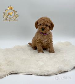 Esclusiva Barboncina Toy Red