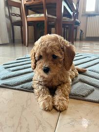 Cuccioli barboncino nano