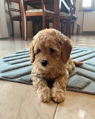 Cuccioli barboncino nano