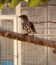 Uccelli passeriformi ed altro