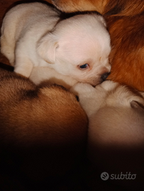 Cuccioli taglia piccola