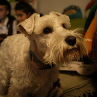 Schnautzer nano bianco maschio