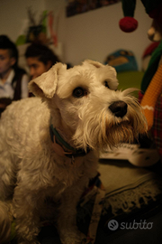 Schnautzer nano bianco maschio