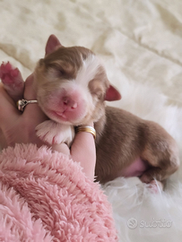 Cuccioli australian shepherd merle