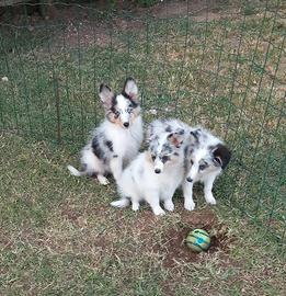 Pastore dello shetland il mini lassie