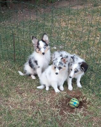Pastore dello shetland il mini lassie
