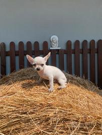 Chiwawa