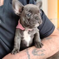 Bulldog francese femminuccia