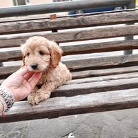 Maltipoo Maschio Fulvo
