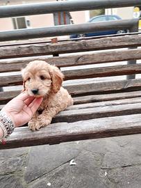 Maltipoo Maschio Fulvo
