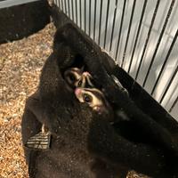 Petauro dello zucchero