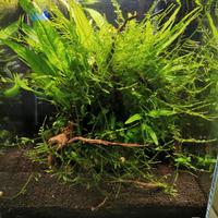 Acquario completo e avviato incluso di tutto