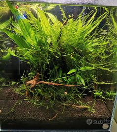 Acquario completo e avviato incluso di tutto
