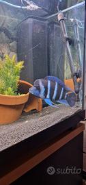 Coppia frontosa blue zaire