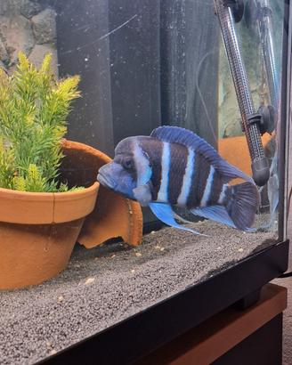 Coppia frontosa blue zaire