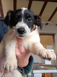 Cuccioli di Jack Russell