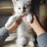 Cuccioli Maine coon