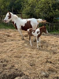 Pony Gipsy Cob femmina