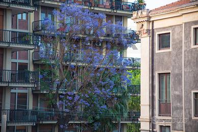 Appartamento - Catania